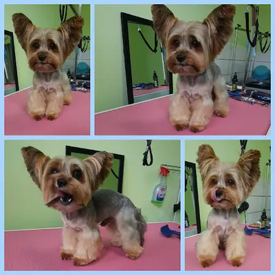 PieSzczotka- Salon stylizacji i pielęgnacji zwierząt